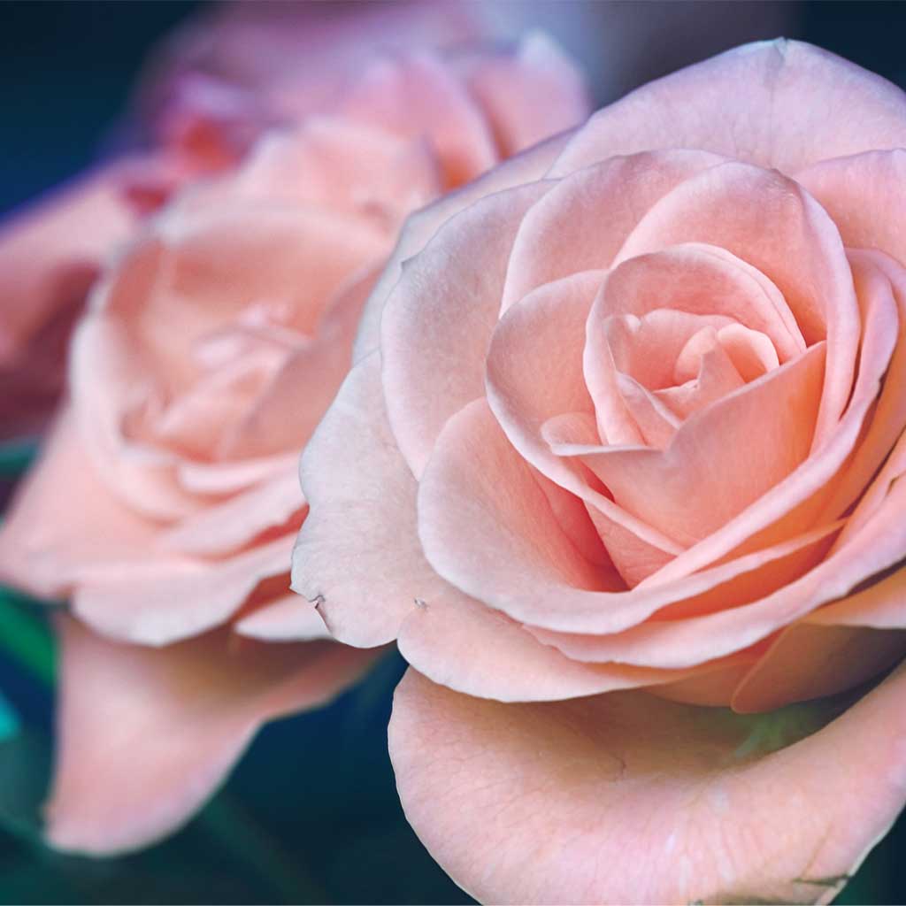 Mother’s Day Celebration